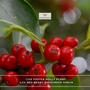 May include: A live Foster Holly plant, Ilex red berry evergreen shrub, featuring clusters of bright red berries and glossy green leaves. The image includes the text AMINAGARDEN TREES AND LIVE PLANTS and LIVE FOSTER HOLLY PLANT ILEX RED BERRY EVERGREEN SHRUB.