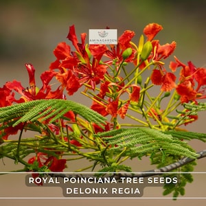Royal Poinciana Tree Seeds – Delonix regia | Fast-Growing Tropical Tree with Showy Red-Orange Flowers