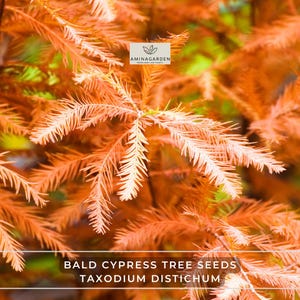 Bald Cypress Tree Seeds – Taxodium Distichum | Hardy Fast-Growing Tree with Feathery Foliage & Fall Color