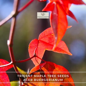 Trident Maple Tree Seeds – Acer Buergerianum | Hardy Tree with Colorful Fall Foliage, Ideal for Bonsai & Landscaping