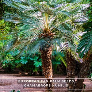 European Fan Palm Seeds – Chamaerops Humilis | Hardy Evergreen Palm, Dwarf Form, Fast & Ornamental