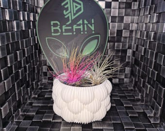 Bubble Pot with Air Plants