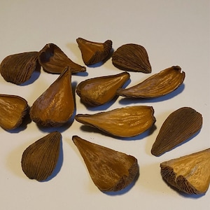 May include: A collection of twelve dried, teardrop-shaped seed pods scattered across the frame. Each pod features a smooth, golden-brown interior surface and a dark, textured, ribbed exterior shell, showcasing a natural organic form and structure.