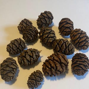 May include: A collection of brown pine cones with textured surfaces. The cones vary in size and are scattered across a white surface. The image showcases the natural details and organic shapes of the cones.