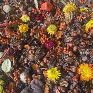 Może przedstawiać: Zbliżenie mieszanki suszonych kwiatów, jagód i strąków nasiennych w odcieniach pomarańczowego, żółtego, brązowego i czerwonego. Kompozycja zawiera małe, okrągłe jagody, strąki nasienne w kształcie gwiazdy i różne główki suszonych kwiatów.