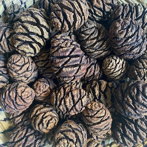 May include: A collection of numerous brown, woody pine cones with textured, overlapping scales packed closely together inside a woven basket with a light tan and dark brown pattern. The pine cones vary in size and shape, displaying natural organic details.