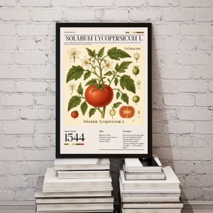 Tomato Plant Botanical Print, Solanum Lycopersicum Poster, Vintage Vegetable Wall Art Kitchen Decor