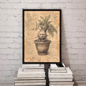 Puede incluir: Ilustración botánica enmarcada de una planta de Mandrágora en una maceta de terracota. La obra de arte presenta sombreado detallado a lápiz y escritura manuscrita sobre papel envejecido, sobre una pared de ladrillos blancos. La imagen se muestra sobre una pila de libros blancos.