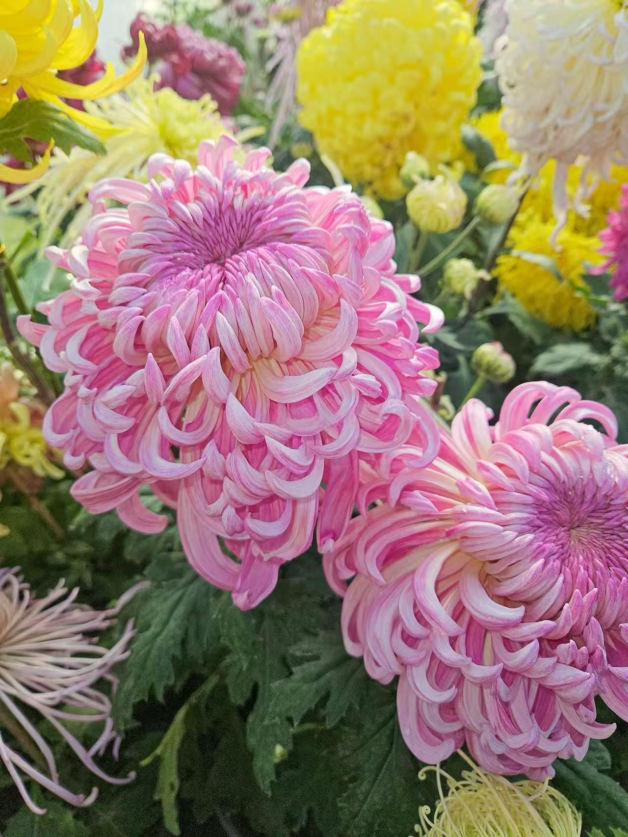 Chrysanthemum Plant - Etsy Canada