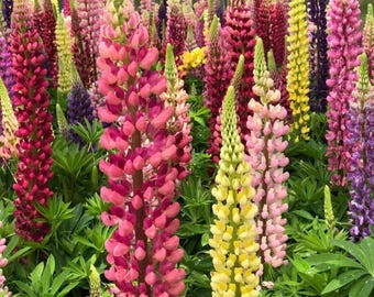 Graines De Lupin Russell (Lupinus Polyphyllus) - Lot De 100 Graines - Fleurs D'Été - Pour Jardin, Balcon, Bonsaï