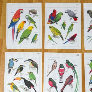 12 pagine d'epoca di illustrazioni di libri sugli uccelli del paradiso | uccelli esotici | Uccelli colorati | manifesto di uccello d'epoca