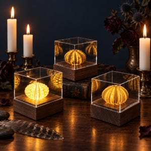 May include: Three illuminated sea urchin shells, each encased in a clear acrylic cube with a dark wooden base. The shells emit a warm, golden glow from within. The display is arranged with lit white taper candles and dark floral elements.