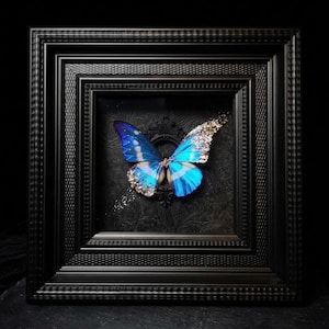 May include: A framed display featuring a blue butterfly with silver metallic accents on its wings. The butterfly is mounted against a dark, textured black background with an ornate pattern, enclosed in a square black frame with a decorative border.