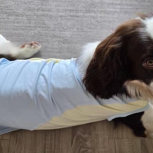 Peut inclure: Un chien marron et blanc portant une chemise bleu clair et jaune. Le chien est allongé sur un sol en bois. La chemise semble être faite d'une matière douce. La tête du chien est tournée vers la caméra.
