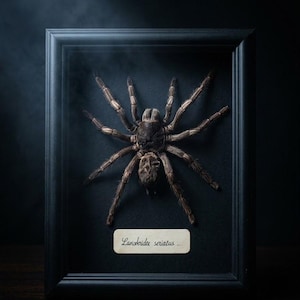 May include: A preserved brown tarantula specimen displayed inside a rectangular black frame. The spider is positioned centrally against a black backing, with a small off-white label below it featuring the handwritten text Lasiodorides seriatus.