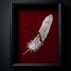Puede incluir: Un cuadro que muestra una araña grande de cuerpo amarillo y negro con largas patas oscuras sobre una pluma blanca. La pluma está decorada con un patrón de telaraña dorada y se presenta sobre un fondo de terciopelo rojo intenso.
