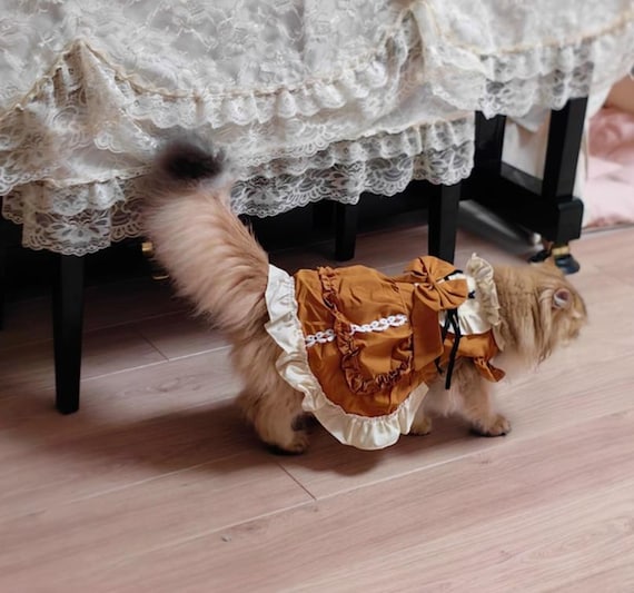 formal cat dress My Elegant New Cat Dress