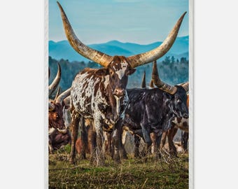 Majestuosos toros Watusi en el campo: arte de pared rústico de montaña, fotografía de Longhorn: impresión enmarcada en madera, papel mate de calidad de museo