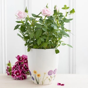 May include: A white ceramic planter with a floral design features a small pink rose bush with green leaves. The planter has a white background with a border of colourful flowers.
