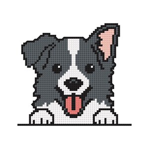 May include: A black and white border collie with a pink tongue sticking out, looking at the camera. The dog is peeking over a white surface.