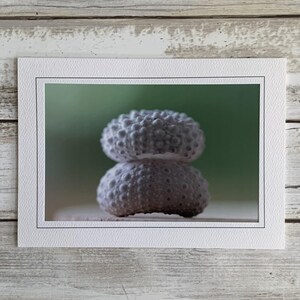 Sea Urchin Card, Sea Urchin Art Card, Urchin Photograph Blank Card, Handmade Card, Frameable Photo Card, Beach Coastal Sea Shell Card