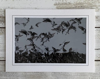 Bird Photography, Sand Piper Card, Sand Piper Photograph, Shore Bird Photo Card, Frameable Photo Card, Bird Photo Card, Blank Bird Card