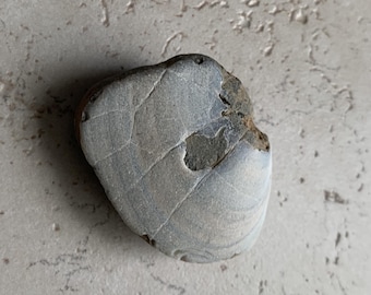 Beach Stone Shell Fossil, Sea Shell Fossil