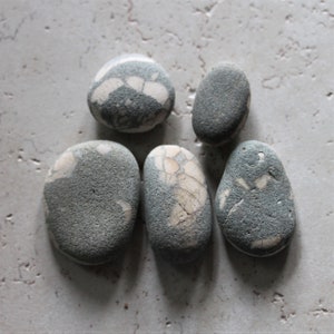 Fossil Shell Stones, Shell Fossil Beach Stones, Fossil Rock, Shell Fossil, Sea Shell Fossil, Fossil, Beachcombing Finds, Vintage Fossil