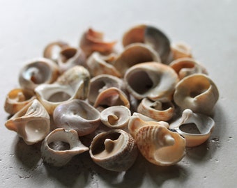 Sea Shells, California Shells, Shell Art Supply, Spiral Shells, Spiral Art Supply, Bulk Shells, California Beach Finds, Sea Glass