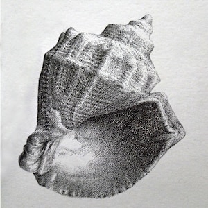 Ręcznie rysowana ilustracja muszli morskiej z tuszu. Szczegółowa grafika morska na papierze. Dekoracja ścienna w stylu nadmorskim. Oryginalny rysunek. Grafika muszli.