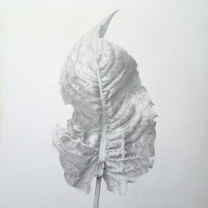 Original pencil artwork leaf. Unique botanical illustration, hand drawing. Wall decoration. Floral artwork. Detailed and realistic artwork.