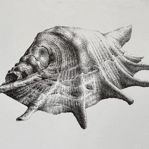 Ręcznie rysowana ilustracja muszli morskiej z tuszu. Szczegółowa grafika morska na papierze. Dekoracja ścienna w stylu nadmorskim. Oryginalny rysunek. Grafika muszli.