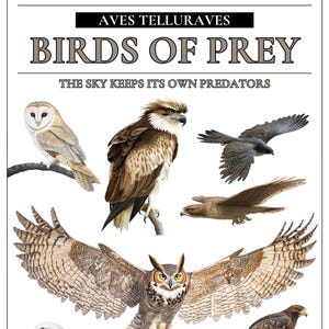 Birds of Prey Poster (DIGITAL DOWNLOAD) - Wall Art for Nature and Wildlife Lovers