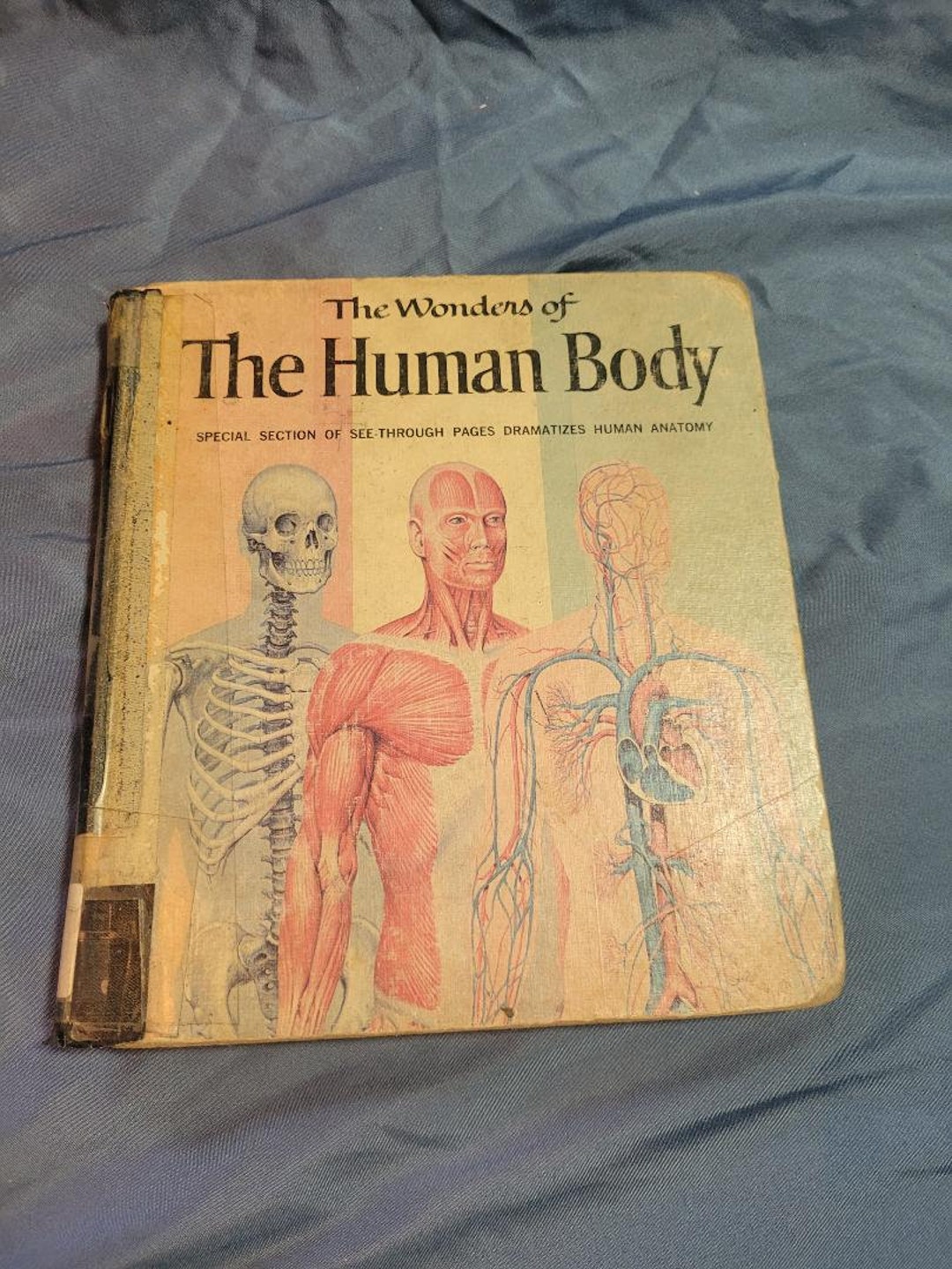 The Wonders of the Human Body Vintage Anatomy Book With - Etsy