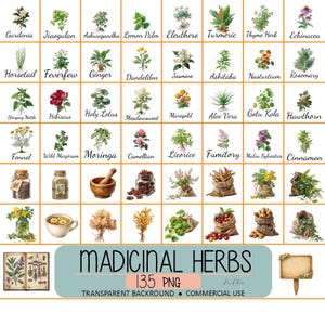Medicinska örter Clipart Bundle, örtväxter PNG, torkade örtbuntar, frön i burkar, botaniska