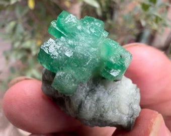 15GM | Collector Grade Emerald Crystal Bunch in Matrix Specimen l Swat, Pakistan - Gift