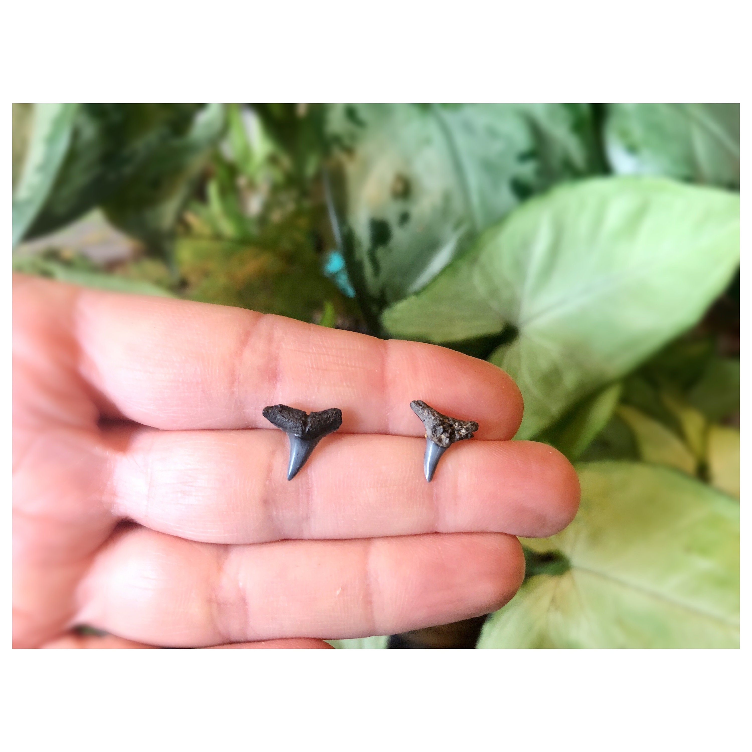 Shark Tooth Earrings Genuine Shark Teeth Studs Fossils Folly Beach ...