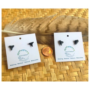 Shark Tooth Earrings - Studs - Beach Jewelry - Ocean Lover - Mermaid - Sun Kissed small statement