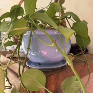 May include: A light blue ceramic planter with a matching saucer, containing a trailing green pothos plant with heart-shaped leaves. A small woven basket with a handle and a tiny fuzzy koala figurine are positioned behind the plant pot.