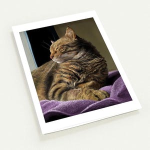 Papelería para gatos: Diez (10) tarjetas originales de arte en blanco "Munchkin", tarjetas premium con sobres, impresión artística de retrato de mascota amante de los gatos, 4,25 x 5,5 pulgadas