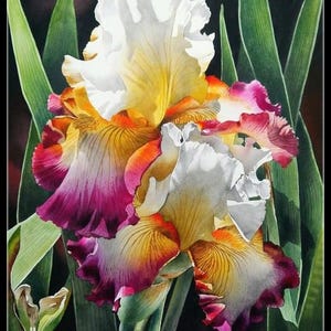 May include: A close-up of three vibrant iris flowers with white, yellow, orange, and purple petals. The flowers are in focus, while the green leaves behind them are blurred.