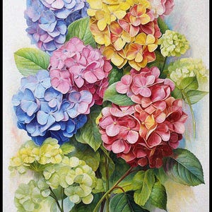 Puede incluir: Una pintura a la acuarela de un ramo de hortensias en plena floración. Las flores muestran una gama de colores, incluyendo azul, rosa, amarillo y rojo, con hojas verdes. La obra está firmada "Annicoleman Designs".