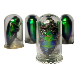 May include: Four iridescent green and blue jewel beetles are each displayed inside a clear glass dome. The beetles exhibit a metallic, multi-coloured sheen across their hard shells, with visible legs and segmented bodies encased in individual glass covers.