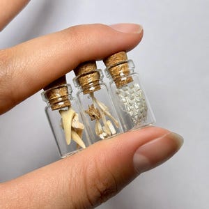 May include: Three miniature clear glass vials with cork stoppers, each containing different natural specimens. One vial holds a pointed tooth, another contains small bone fragments, and the third holds a piece of textured, off-white snake skin.