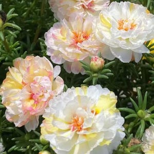 Puede incluir: Primer plano de un vibrante grupo de flores de Portulaca en plena floración. Las flores muestran una mezcla de colores, incluyendo blanco, amarillo y rosa, con un exuberante fondo verde de follaje. Los pétalos están en capas, creando una apariencia completa y texturizada.