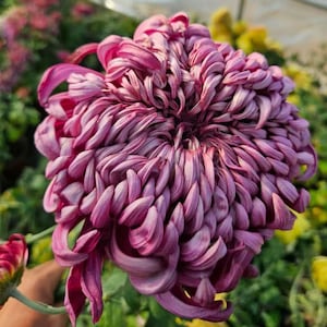 Seltene Verzauberung für endlose Eleganz & Luxus Schnittblumen, Töpfe, Gärten, Chrysantheme