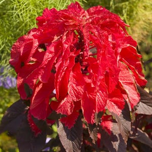 25 nasion szarłatu trójbarwnego, czerwona roślina do uprawy na zewnątrz, olbrzymi