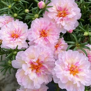 Mossrosfrön | Portulaca grandiflora | Frodiga blommor, lättskött, trädgårdar och bonsai, vidsträckt suckulent marktäckare