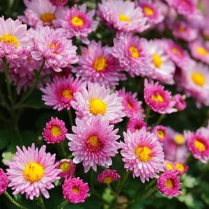 Puede incluir: Primer plano de un grupo de crisantemos rosas con centros amarillos. Las flores están en plena floración, con múltiples capas de pétalos. La imagen está bien iluminada, mostrando los colores vibrantes y las texturas de las flores. El fondo es verde suave.