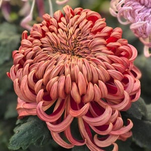 Salmon-Toned  for Endless Elegance & Luxury Cut Flowers, Pots ,Gardens, Chrysanthemum